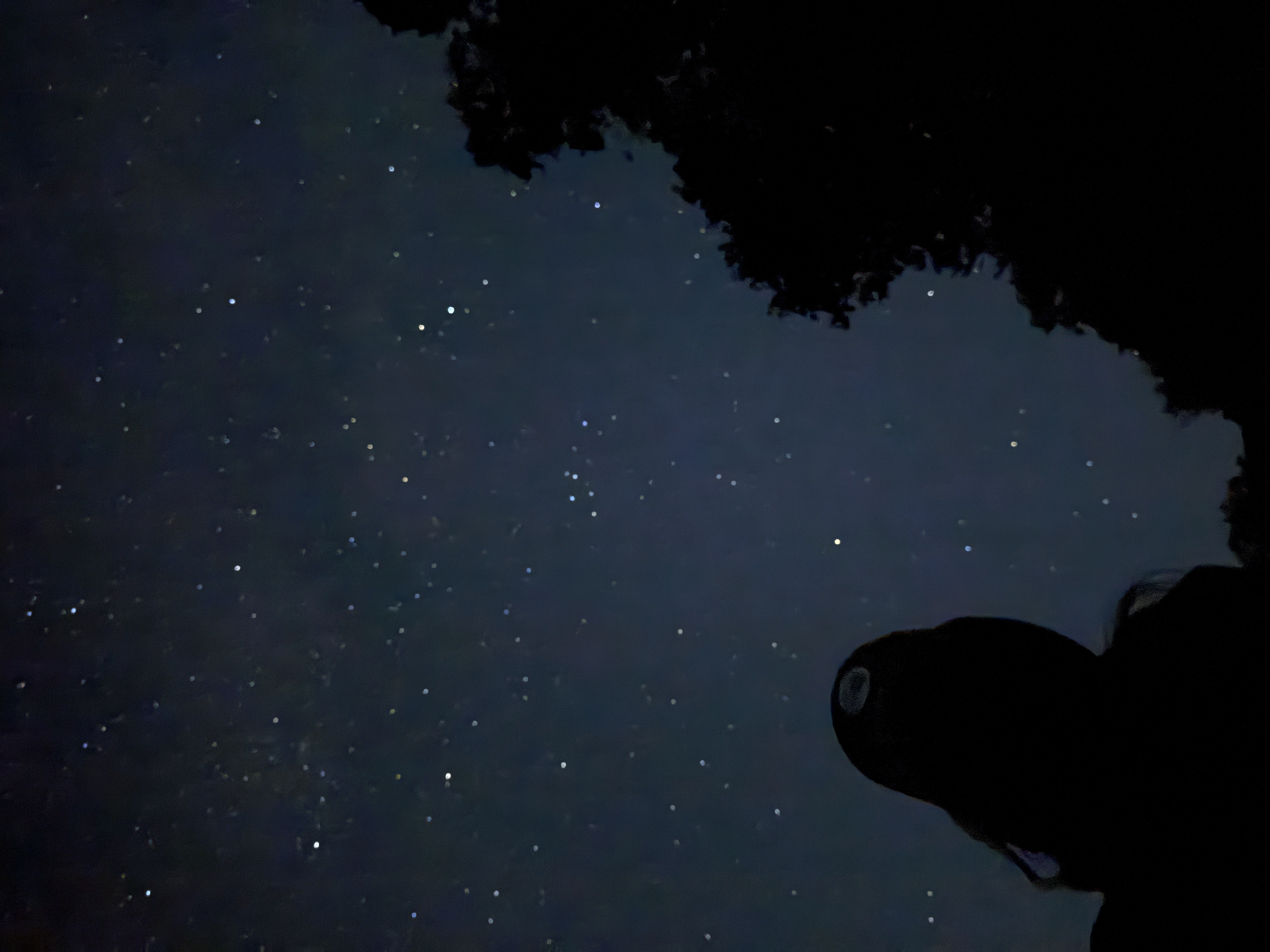 木々の間に広がる満天の星空