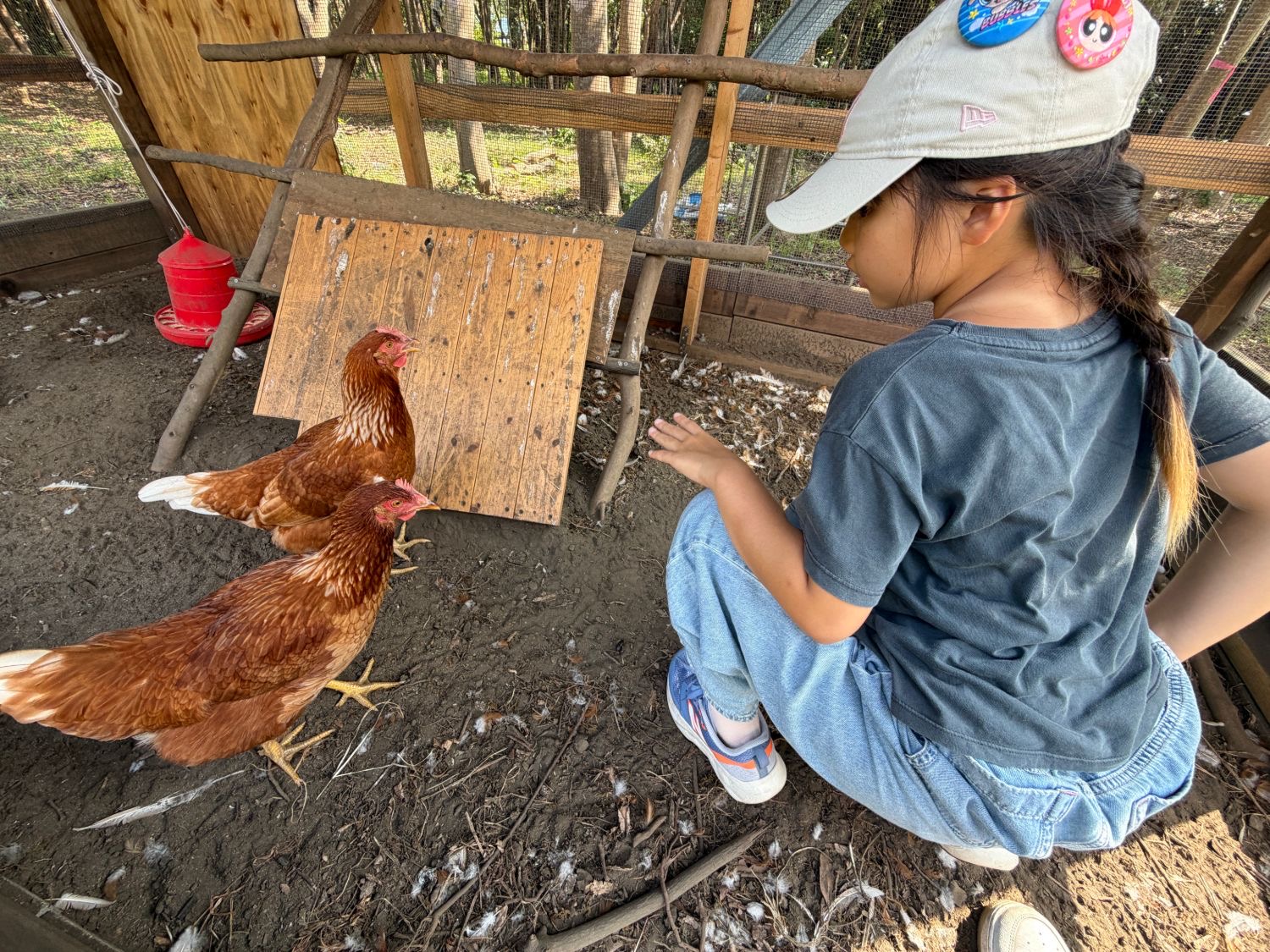 小屋から出された鶏