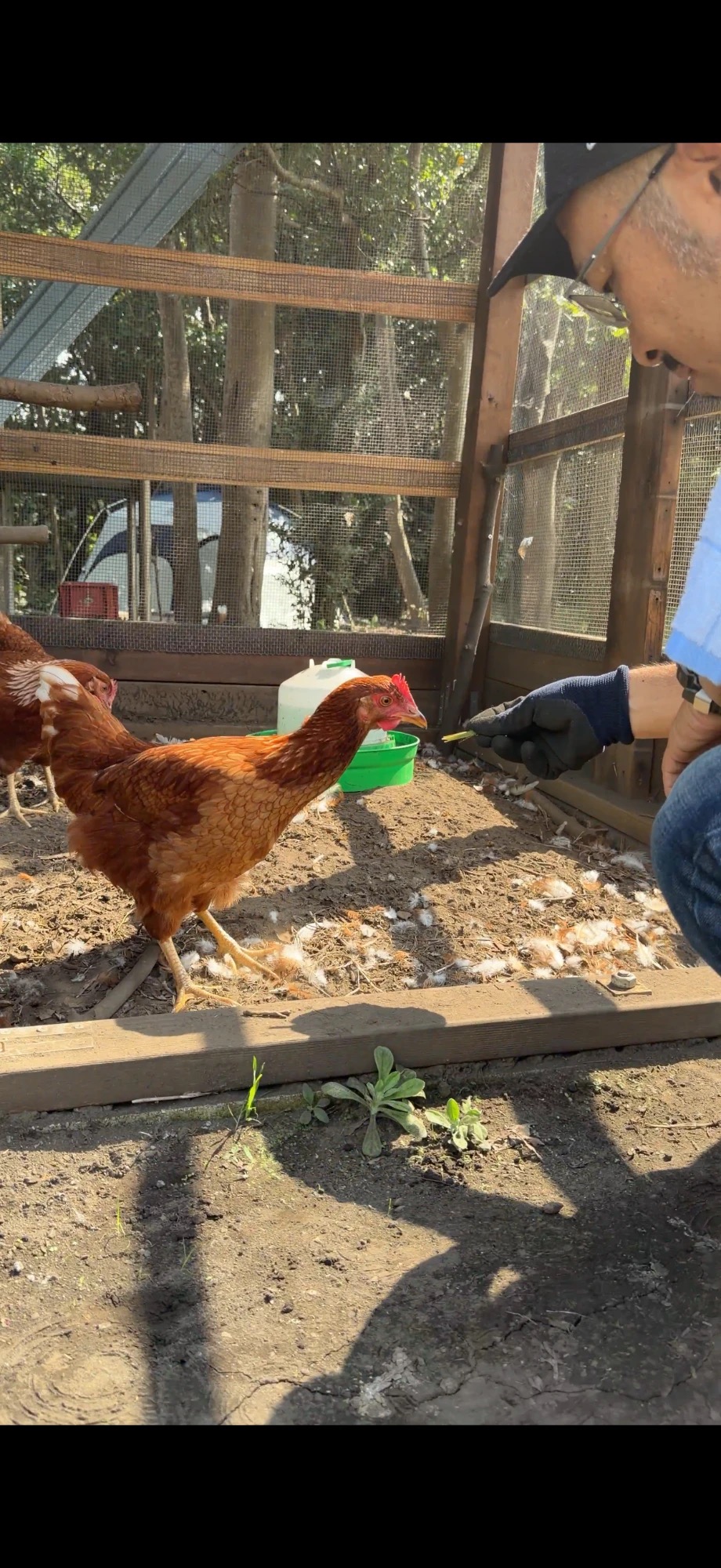 バッタを差し出し、鶏とたわむれる