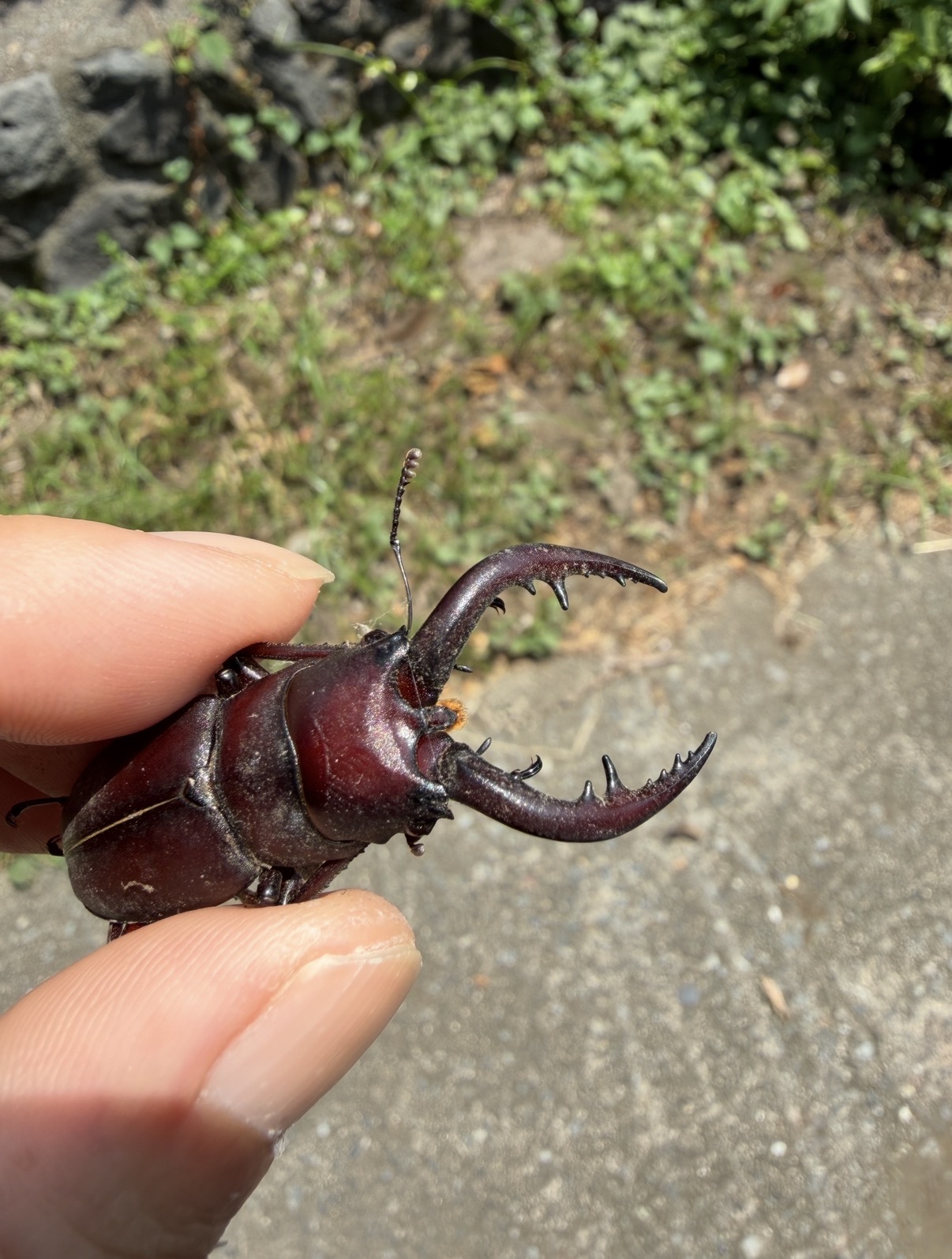 捕まえた虫を、手のひらに乗せて