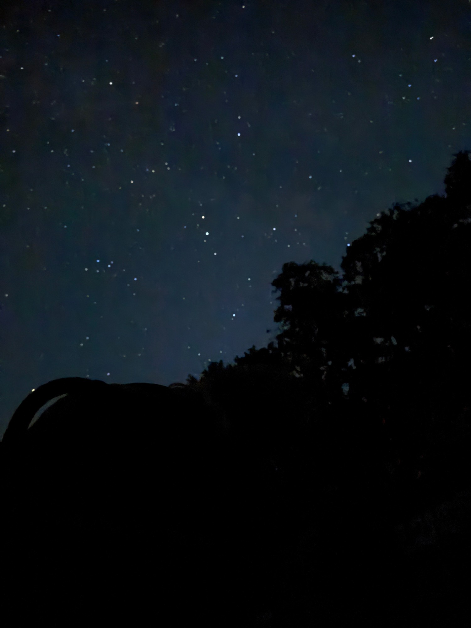 木々の稜線から広がる星空